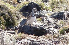 Thinocorus rumicivorus