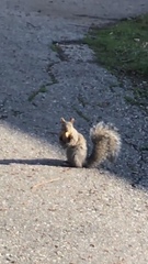 Sciurus carolinensis