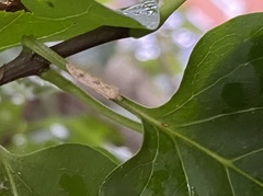 Blastobasis lacticolella