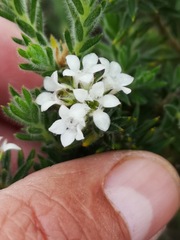 Euchaetis schlechteri