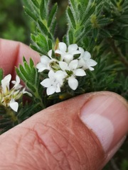 Euchaetis schlechteri