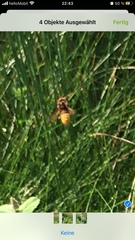 Vespa crabro