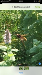 Vespa crabro