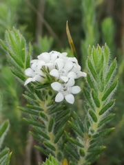 Euchaetis schlechteri