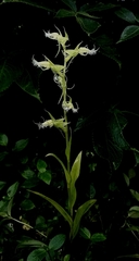Habenaria elwesii