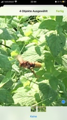 Vespa crabro