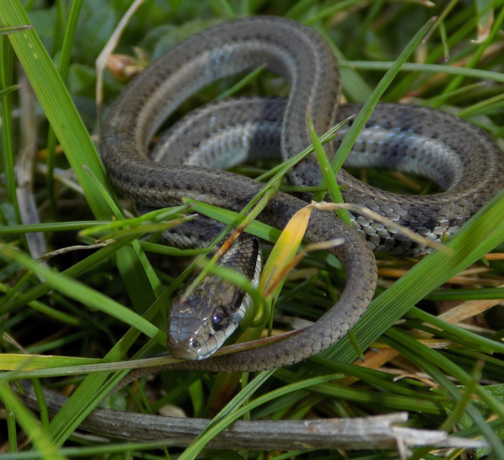 Photo of a Northwestern Gartersnake