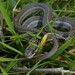 Northwestern Garter Snake - Photo (c) Rand Workman, some rights reserved (CC BY-SA), uploaded by Rand Workman
