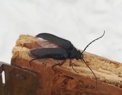 Cebrio