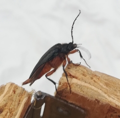 Cebrio