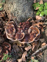 Ganoderma sessile