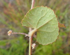 Centella lanata