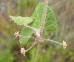 Centella lanata