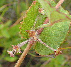 Centella lanata