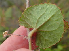 Centella lanata