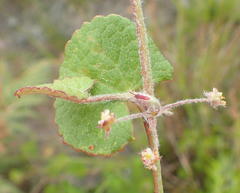 Centella lanata
