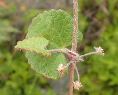 Centella lanata