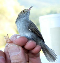 Cisticola fulvicapilla fulvicapilla