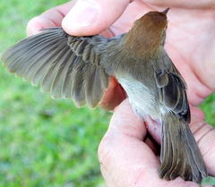 Cisticola fulvicapilla fulvicapilla