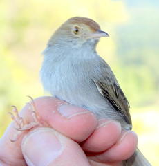 Cisticola fulvicapilla fulvicapilla