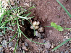 Acanthocercus atricollis