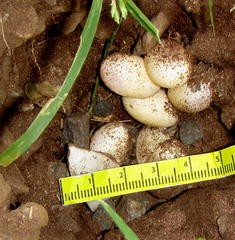 Acanthocercus atricollis