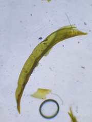 Trichostomum brachydontium