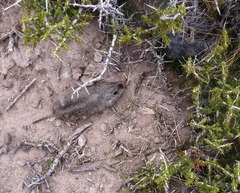 Ctenomys