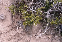 Ctenomys