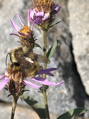 Bombus appositus