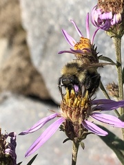 Bombus appositus