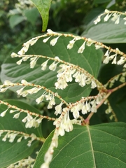 Reynoutria japonica