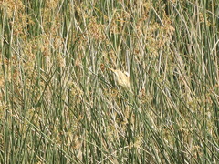 Ixobrychus involucris