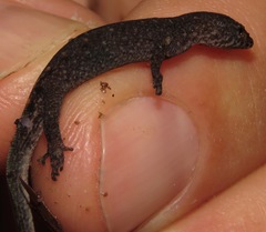 Lepidoblepharis xanthostigma