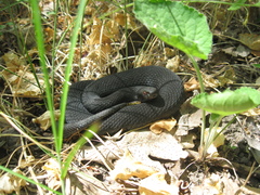 Vipera nikolskii