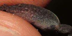 Lepidoblepharis xanthostigma