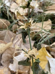 Dicliptera resupinata