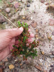Erica ustulescens