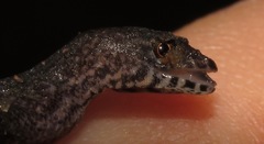 Lepidoblepharis xanthostigma