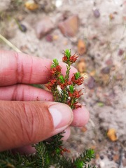 Erica ustulescens