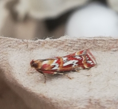 Acrobasis porphyrella