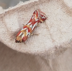 Acrobasis porphyrella