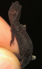 Lepidoblepharis xanthostigma