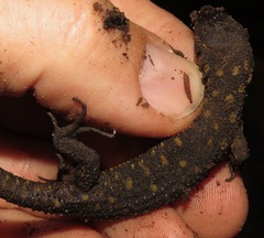 Lepidophyma flavimaculatum