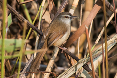Prinia rufescens