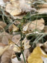 Dicliptera resupinata