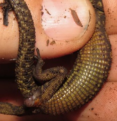 Lepidophyma flavimaculatum