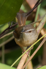 Prinia rufescens