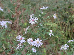 Symphyotrichum