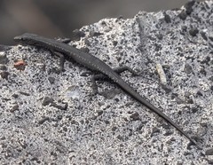 Cryptoblepharus ater